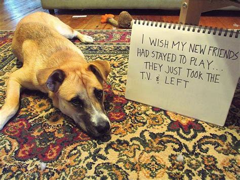 The Very Best Of Dog Shaming 16 Pics