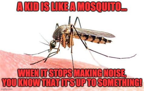 Mosquito Imgflip