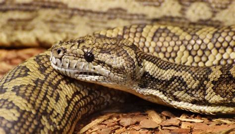Anaemic Snake With 500 Ticks Rnz News