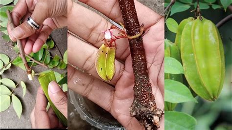 How To Grow Star Fruit Plant For Cutting Youtube