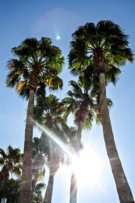 Vegas Palm Trees The Epicurean Traveler