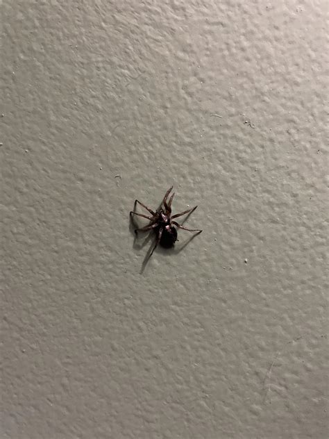What Kind Of Spider Is This Ohio Spiders