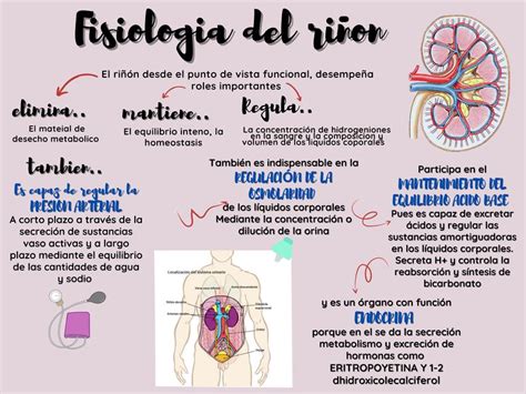 Fisiología Del Riñón Aprende Anatomia Udocz