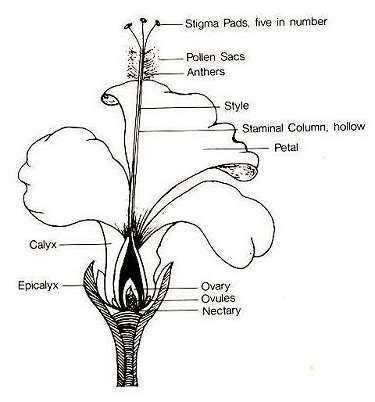 The hibiscus has both male and female parts on the same flower. Growing Hibiscus - 8 Hybridisation | Growing hibiscus ...