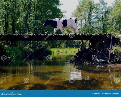 Vache Sur Le Pont En Bois Photo Stock Image Du Passerelle 68646878