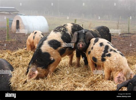 Agriculture Pigs Hi Res Stock Photography And Images Alamy