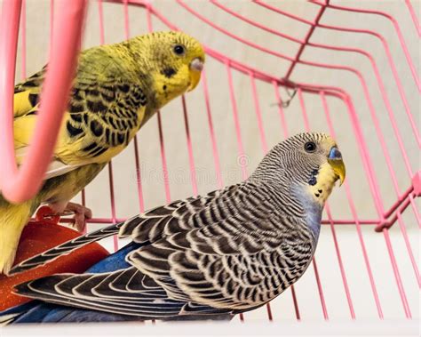Two Budgies Parakeets In A Cage Pink Stock Image Image Of Home