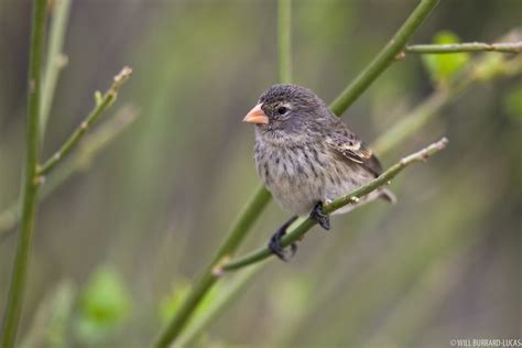 Galapagos Islands Small Ground Finches Photos Pictures Images