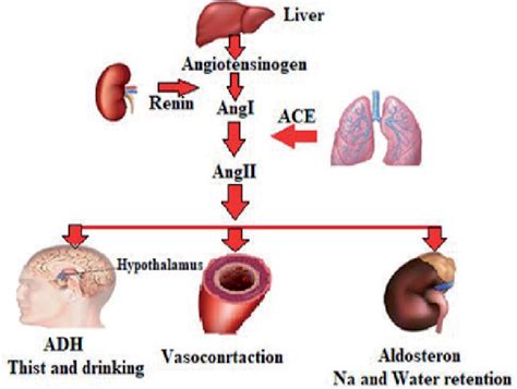 Figure 1 From Role Of The Renin Angiotensin Aldosterone System In