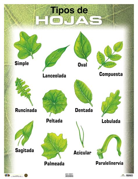 Ac C821 Tipos De Hojas Clasificacion De Las Hojas Herbario De Hojas