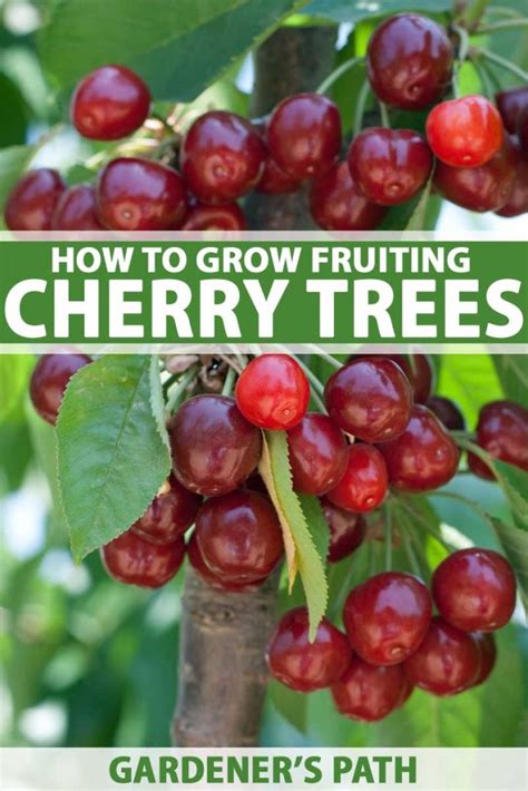How To Grow And Care For Fruiting Cherry Trees Gardener
