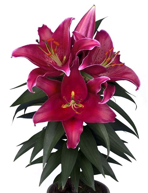 Lily Pot Oriental Sunny Keys Oriental Lily Lily Bulbs Lily