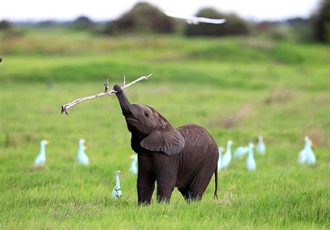 Wildlife Animals Elephant Africa Fetch Botswana Style Animals