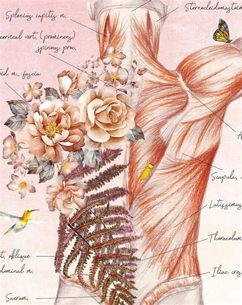 Muscles Of The Back Print Poster Back Muscles Art Massage Etsy Arte