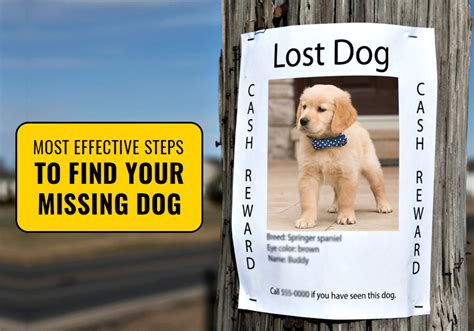 How Can I Find My Missing Dog