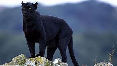 Panther Wallpapers Animal Animals Cave Wildlife Cats