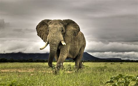 Imponente Elefante Africano