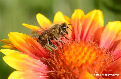 The honey bee forager shown below was asleep in my garden this morning. So Bee It - Bug Squad - ANR Blogs