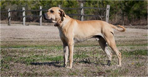 We also thank the many dedicated and long time hunting friends and ladner blackmouth cur dog owners for the kindness they have shown our family during our time of bereavement. Black Mouth Cur - Puppies, Breeders, Facts, Pictures, Price, Lifespan | Animals Breeds