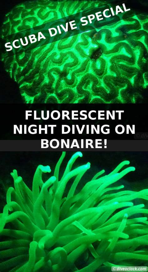 Fluorescent Night Diving On Bonaire Must Do Dive Oclock