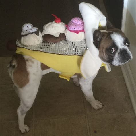 Sweetest Banana Split Costume For Dogs Costume Yeti