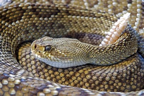 18 Snakes That Live In The Desert A To Z List With Pictures Fauna Facts