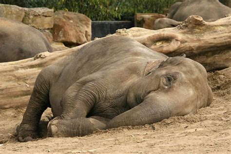 Elephants Lie Down To Sleep Elephant African Elephant Sand