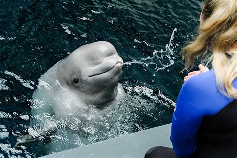 Beluga Whale Animal Encounter And Experience Georgia Aquarium