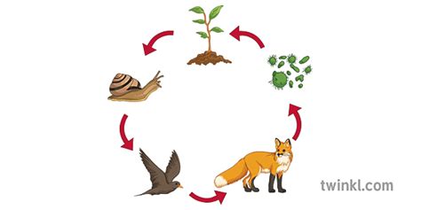 Simple Food Chain Science Animals Ecology Secondary