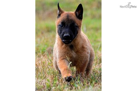 We've been breeding these beautiful dogs for 3 years. Pup: Belgian Malinois puppy for sale near San Antonio ...