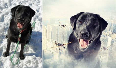 Artist Creates Surreal Pictures With Shelter Dogs To Help Find Them New