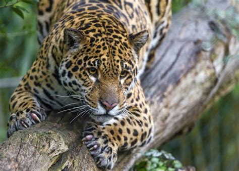 Jaguar Wild Cat Carnivore Muzzle Paws Logs Zoo Wallpapers Hd