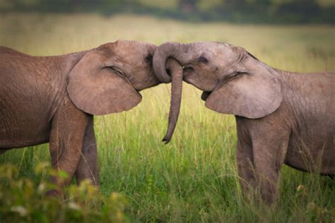 Elephants In Love Stock Photo Download Image Now Istock