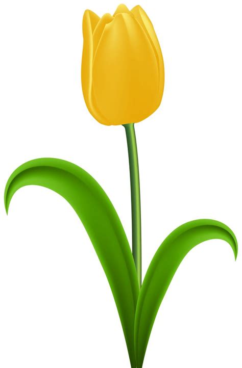 Yellow Tulip Transparent Png Clip Art Gallery Yopriceville High