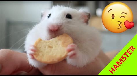 Cute Hamster Eating A Cookie Hd Youtube