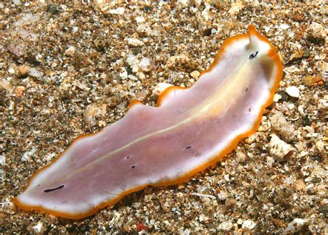 Animals Wallpapers Flatworms