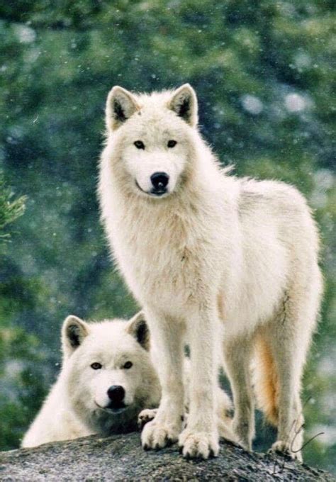 Two White Wolves In Forest Its The Woluf Pinterest