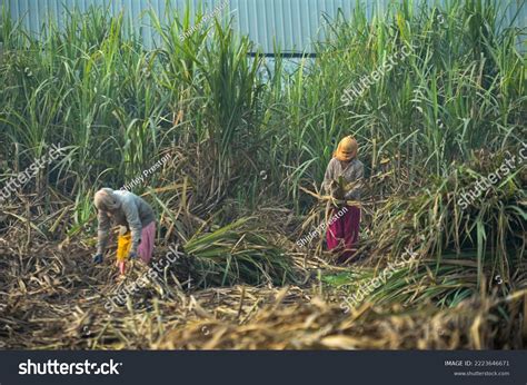 Sugar Cane Harvesting India Stock Photo 2223646671 Shutterstock