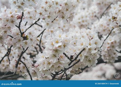 Fleurs De Cerisier Au Lac Biwa Canal En Yamashina Photo Stock Image Du Culture Histoire