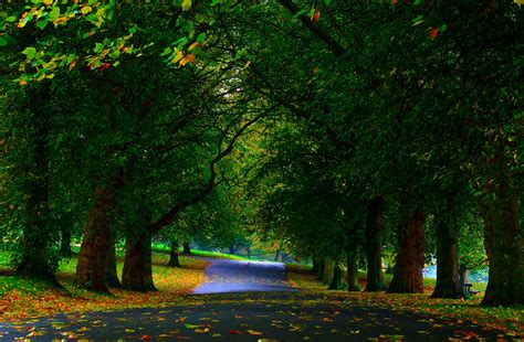 Tree Lined Road Hd Wallpaper Background Image 3500x2296