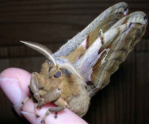 Fascinating Life Cycle Of The Polyphemus Moth 2024