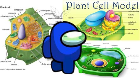 Plant Cell Structures And Functions General Biology 1 11 Stem
