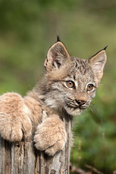 This Is A Closeup Portrait Of A Canada Lynx Kitten Taken During My