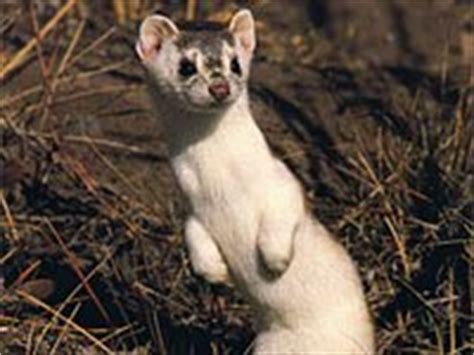 weasel animals town