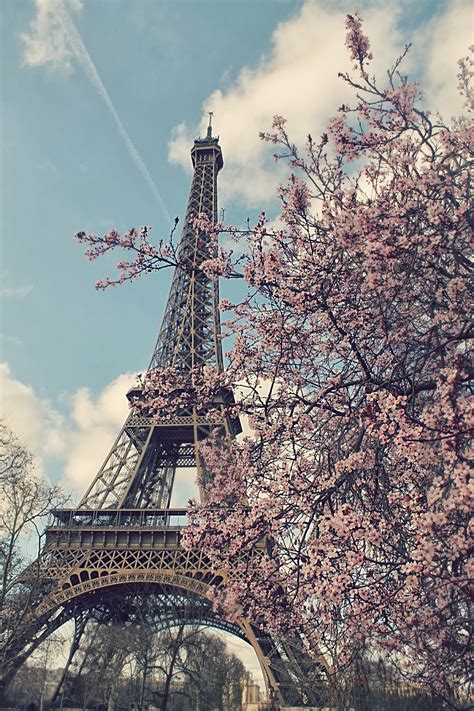 Eiffel Tower Cherry Blossoms Paris In Spring Time ~ 66