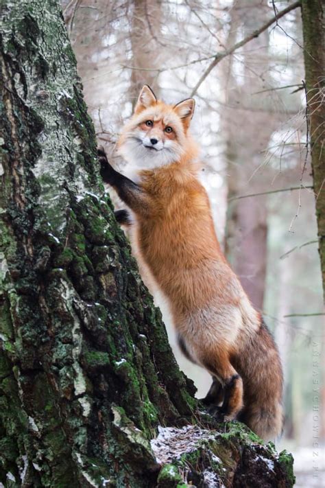 Red Fox By Anna Sychowicz On 500px Pet Fox Cute Animals Animals Wild