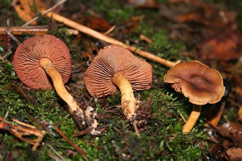 Cortinarius semisanguineus - identifier-les-champignons.com