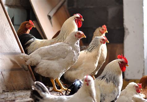 The Secrets Of Chicken Flocks Pecking Order Modern Farmer