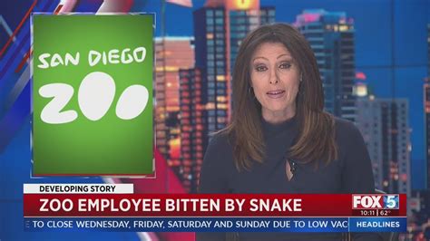 San Diego Zoo Worker Bitten By Venomous Snake Youtube