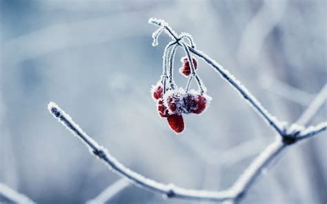 Winter Frost Cold Nature Berries Wallpapers Hd Desktop And Mobile